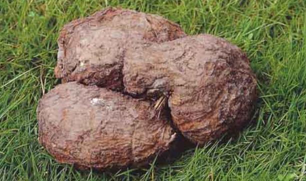 茯苓的功效与作用,土茯苓,芡实,茯苓能治失眠吗,茯苓山药片,茯苓山药片价格,茯苓饼,苓,白术