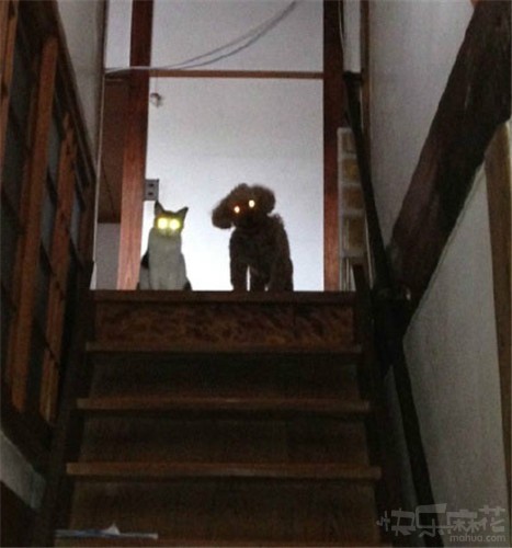  汪星人和喵星人联手了